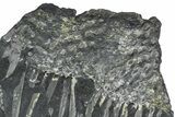 Fossil Lycopod Tree Root (Stigmaria) Plate - Pennsylvania #368190-1